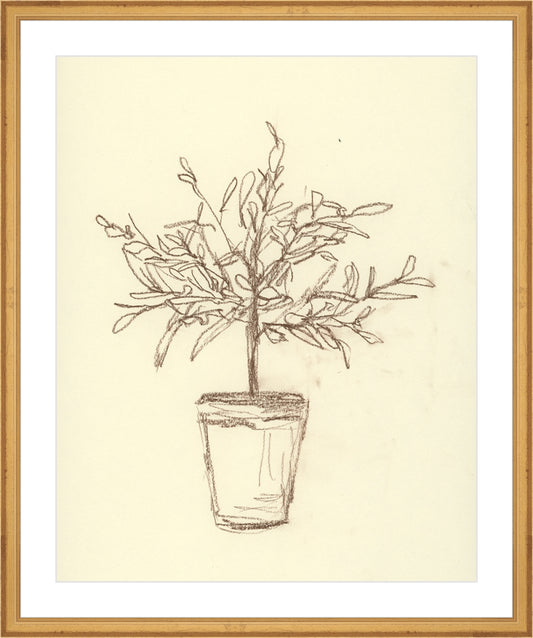 Framed Olive Tree Sketch. Frame: Traditional Gold. Paper: Rag Paper. Art Size: 20x16. Final Size: 24'' X 20''