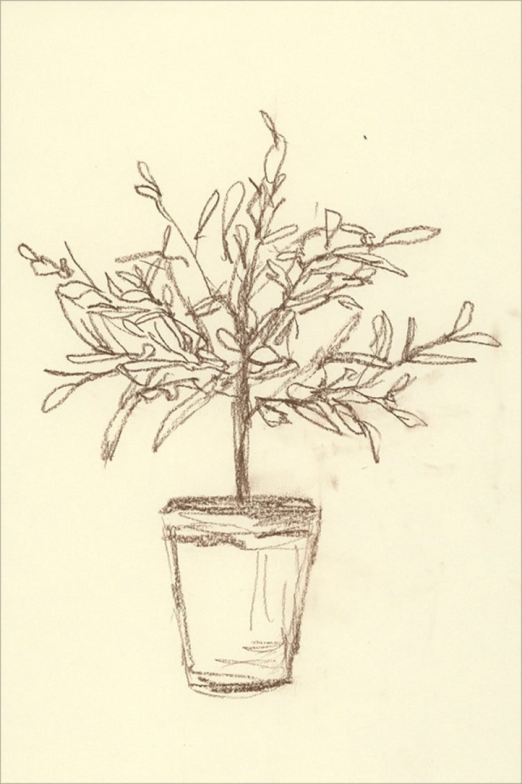 Olive Tree Sketch OAShop 2