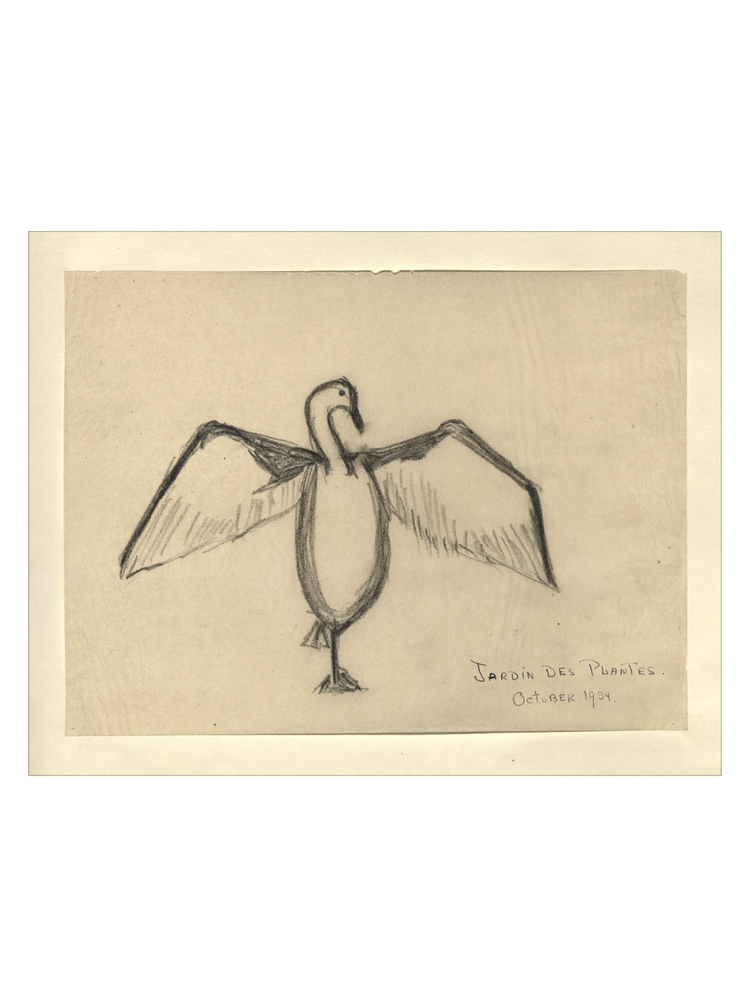 The Great Cormorant HoJ 2