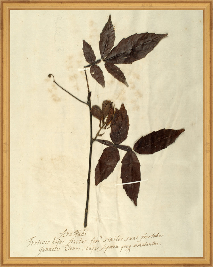 Framed Herbarium I. Frame: Traditional Gold. Paper: Rag Paper. Art Size: 19x15. Final Size: 20'' X 16''