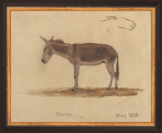 Burro HoJ