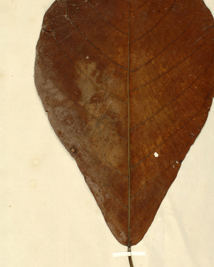 Herbarium XIII