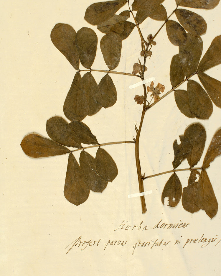 Herbarium XII