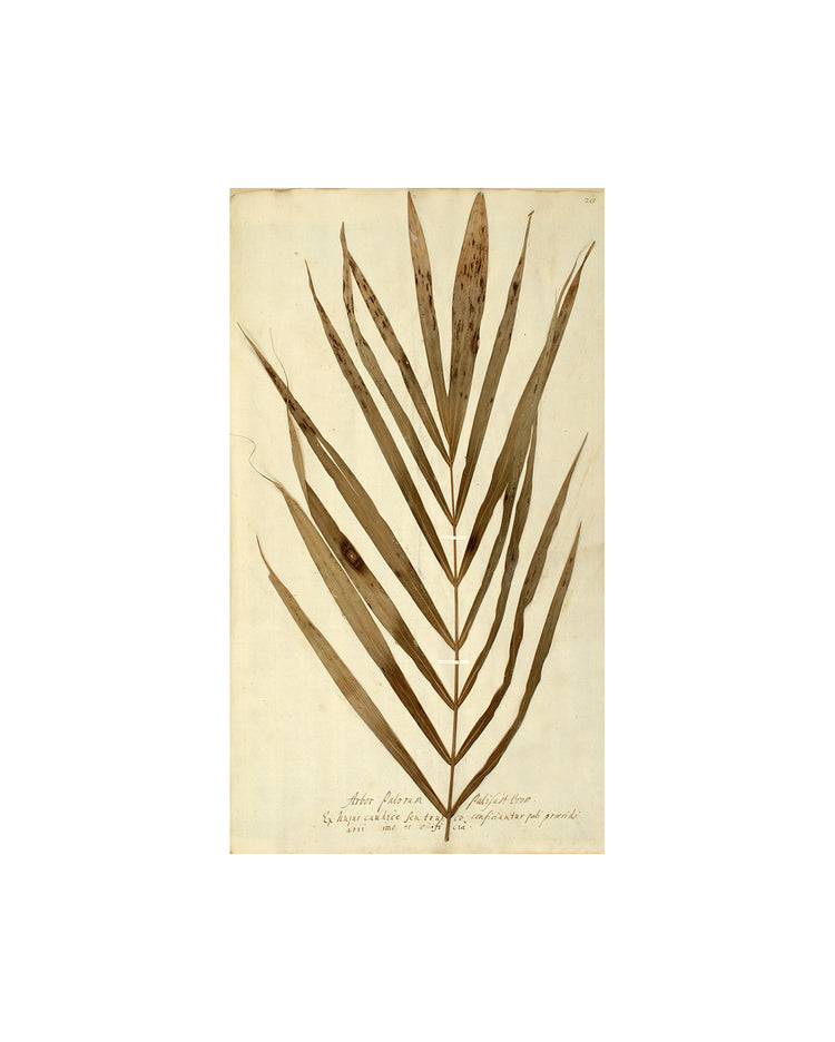 Herbarium XV