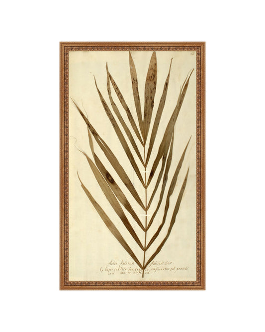 Herbarium XV