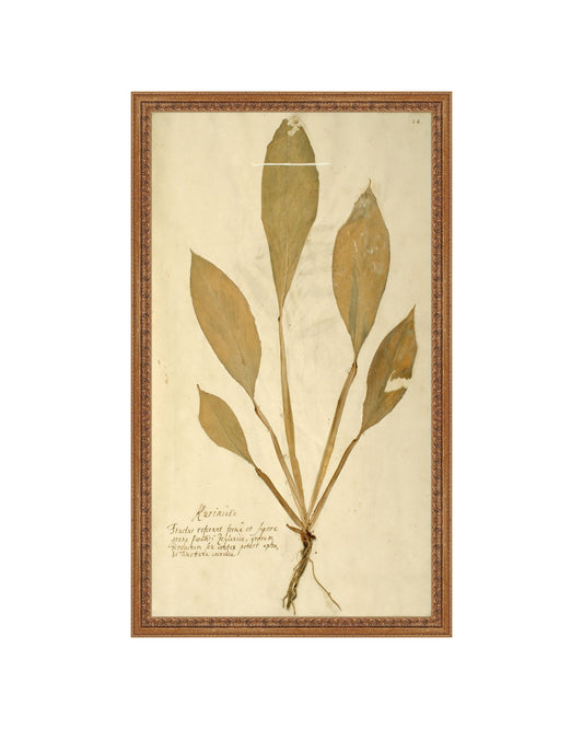 Herbarium XIV