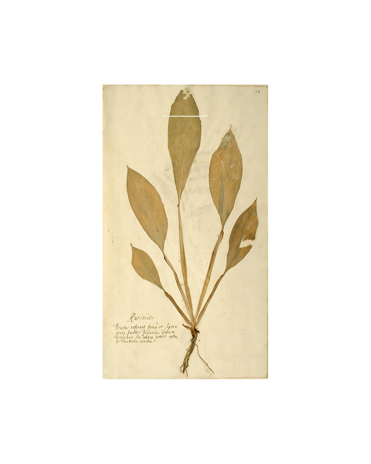 Herbarium XIV