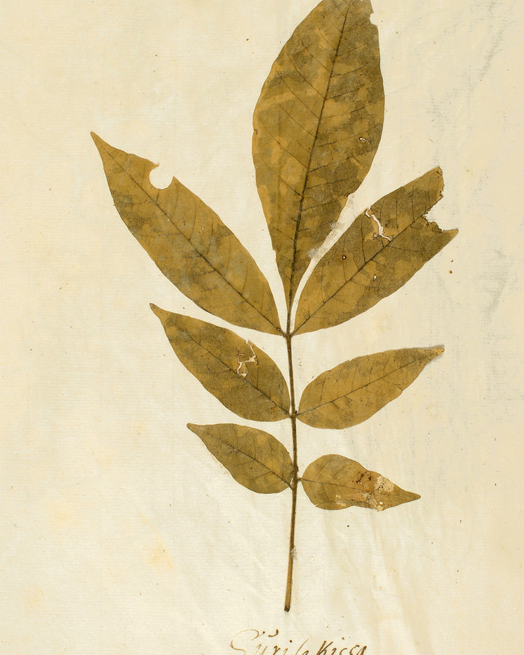 Herbarium XI
