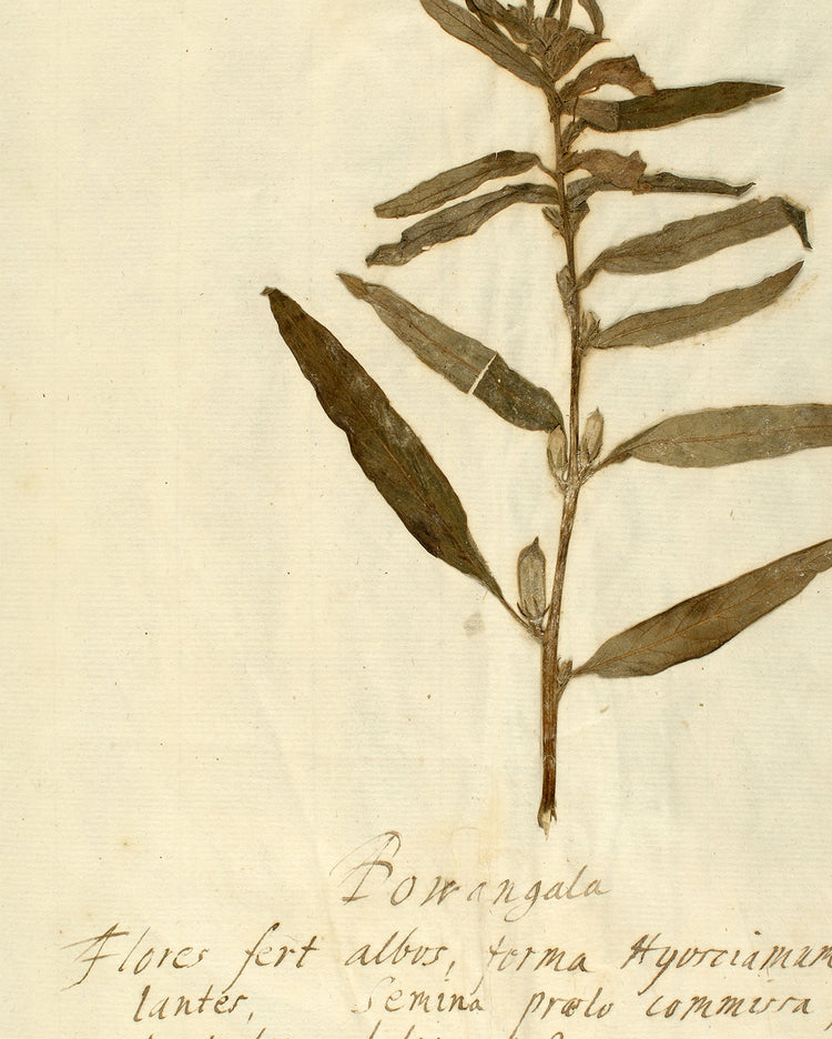 Herbarium VIII