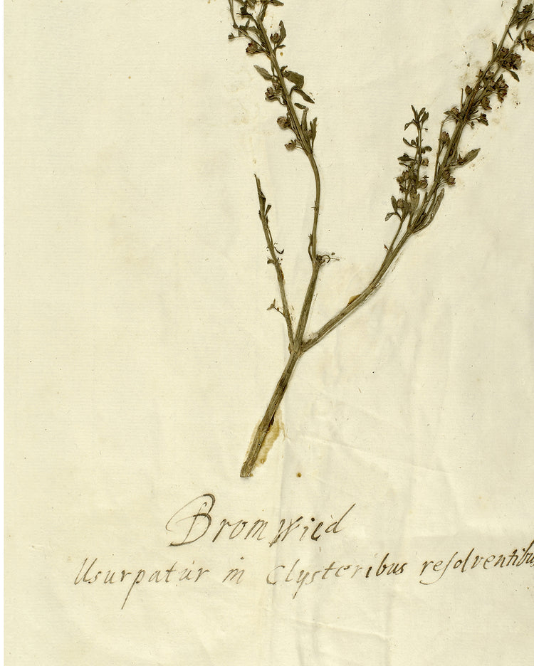 Herbarium VII