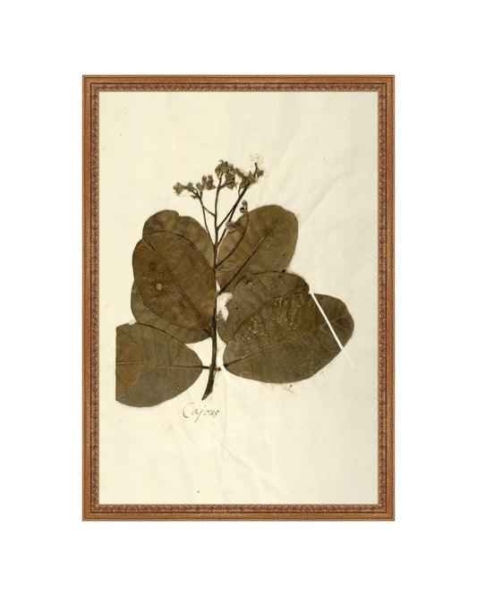 Herbarium IX