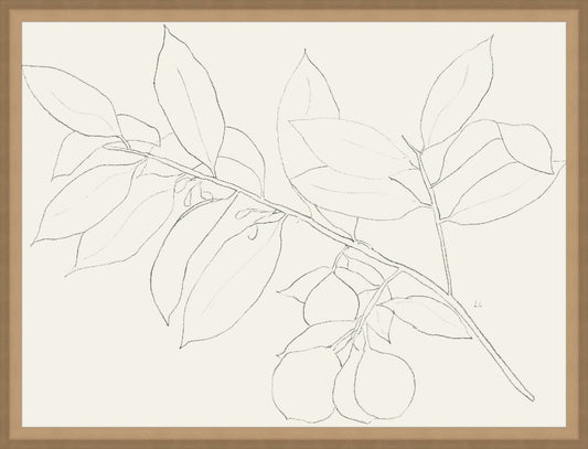 Framed Lemon Branch Drawing. Frame: Bevel Sand. Paper: Rag Paper. Art Size: 12x16. Final Size: 13'' X 17''