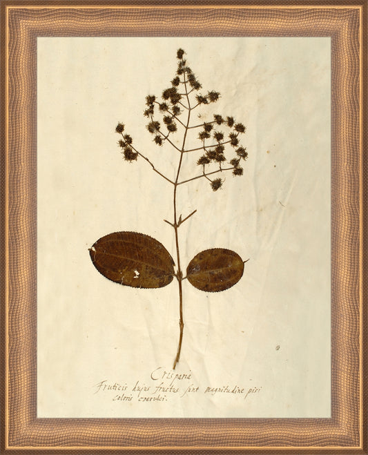 Framed Herbarium V. Frame: Timeless Bronze. Paper: Rag Paper. Art Size: 9x7. Final Size: 10'' X 8''