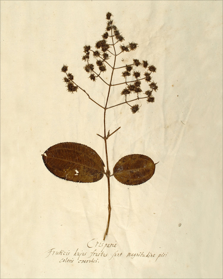 Framed Herbarium V. Frame: No Frame. Paper: Rag Paper. Art Size: 20x16. Final Size: 20'' X 16''