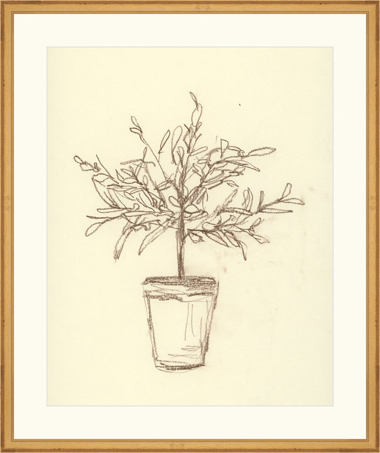 Olive Tree Sketch OAShop 2