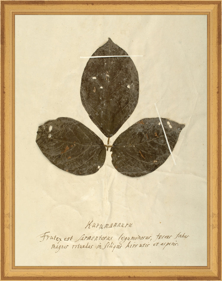 Framed Herbarium VI. Frame: Traditional Gold. Paper: Rag Paper. Art Size: 13x10. Final Size: 14'' X 11''