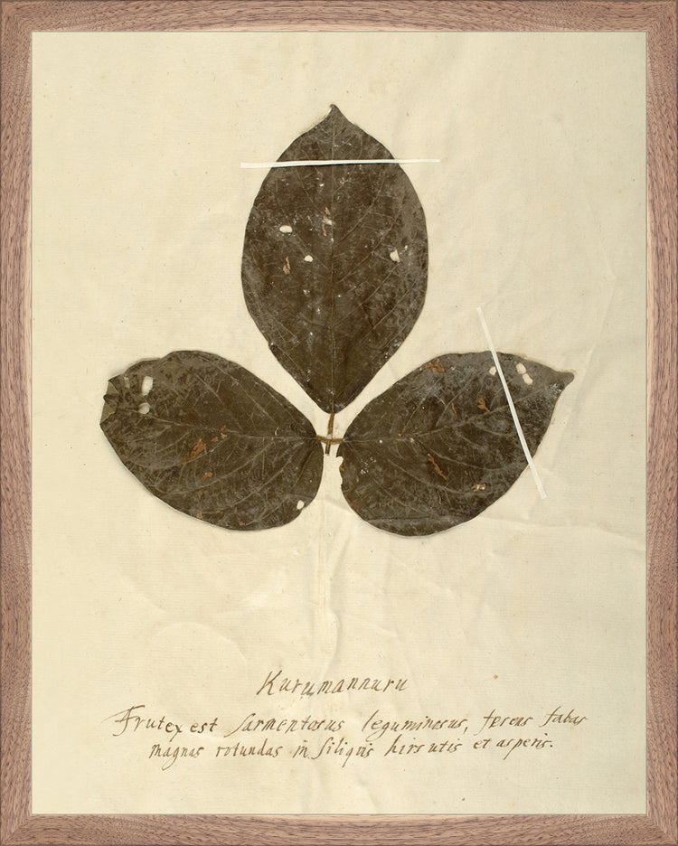 Framed Herbarium VI. Frame: Natural Walnut. Paper: Rag Paper. Art Size: 19x15. Final Size: 20'' X 16''