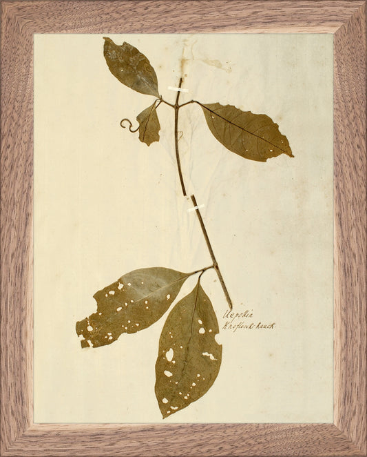 Framed Herbarium IV. Frame: Natural Walnut. Paper: Rag Paper. Art Size: 9x7. Final Size: 10'' X 8''