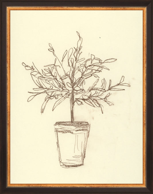 Framed Olive Tree Sketch. Frame: Traditional Black and Gold. Paper: Rag Paper. Art Size: 13x10. Final Size: 14'' X 11''