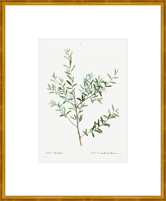 Framed Classic Herbarium II. Frame: Classic Gold. Paper: Rag Paper. Art Size: 18x13. Final Size: 29'' X 24''