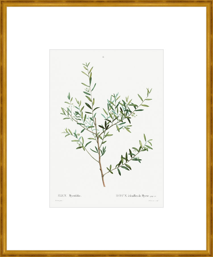 Framed Classic Herbarium II. Frame: Classic Gold. Paper: Rag Paper. Art Size: 18x13. Final Size: 29'' X 24''