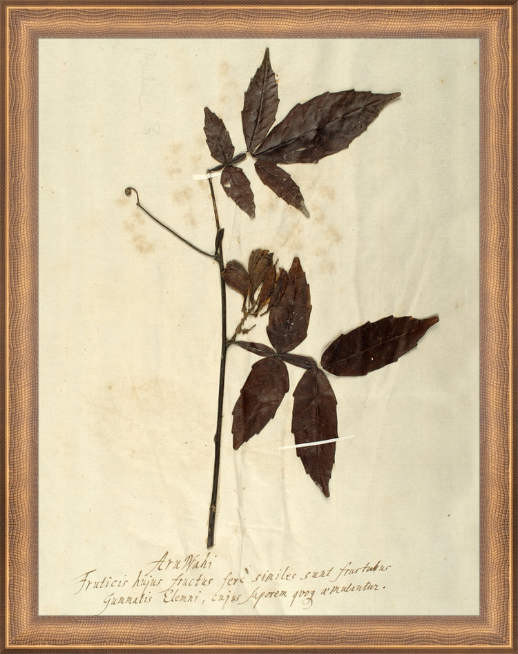 Framed Herbarium I. Frame: Timeless Bronze. Paper: Rag Paper. Art Size: 13x10. Final Size: 14'' X 11''