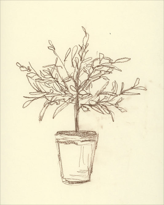 Framed Olive Tree Sketch. Frame: No Frame. Paper: Rag Paper. Art Size: 10x8. Final Size: 10'' X 8''