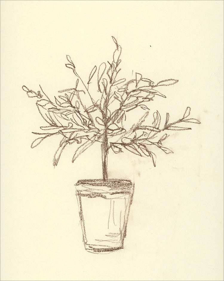 Framed Olive Tree Sketch. Frame: No Frame. Paper: Rag Paper. Art Size: 10x8. Final Size: 10'' X 8''