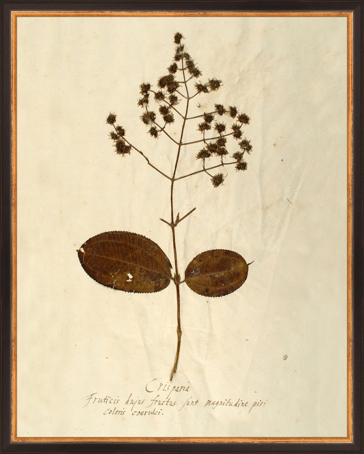 Framed Herbarium V. Frame: Traditional Black and Gold. Paper: Rag Paper. Art Size: 19x15. Final Size: 20'' X 16''