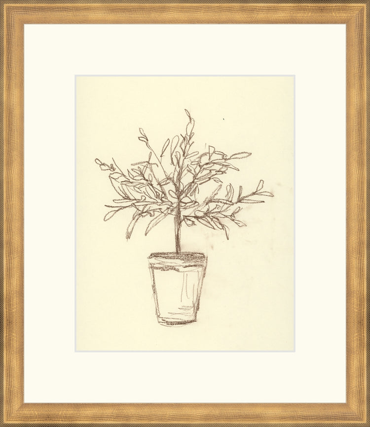Olive Tree Sketch OAShop 2