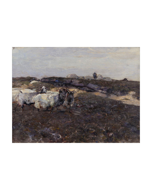 Sheep Flock