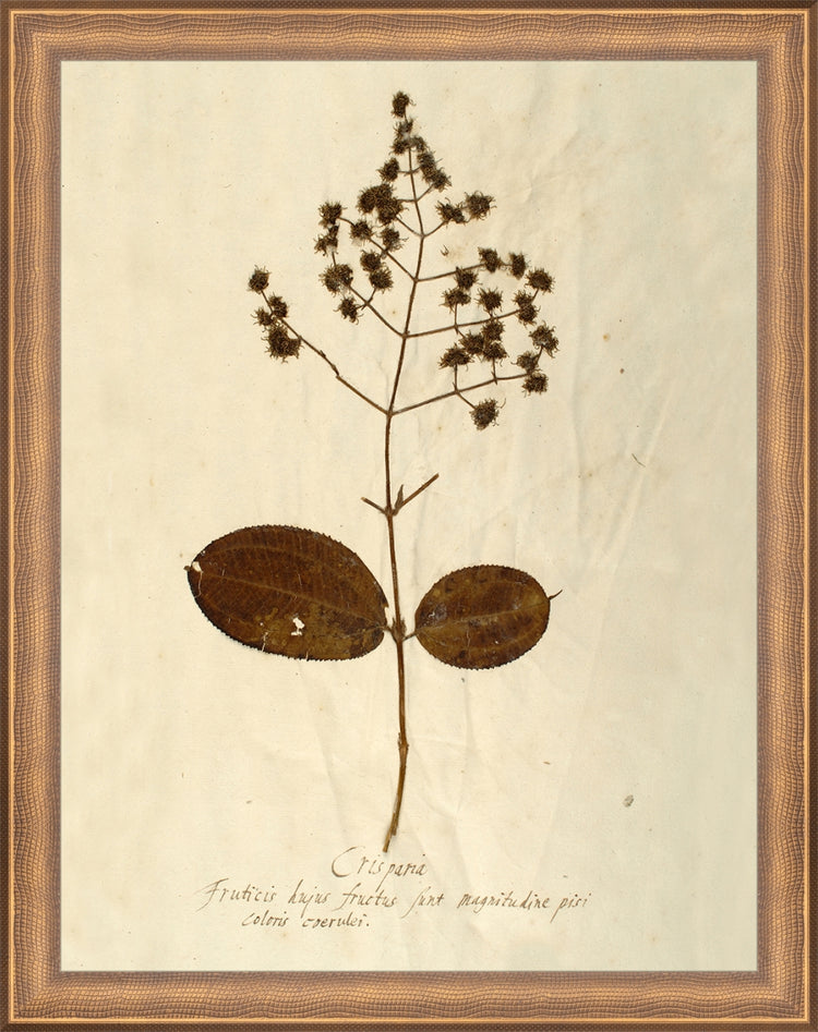 Framed Herbarium V. Frame: Timeless Bronze. Paper: Rag Paper. Art Size: 13x10. Final Size: 14'' X 11''