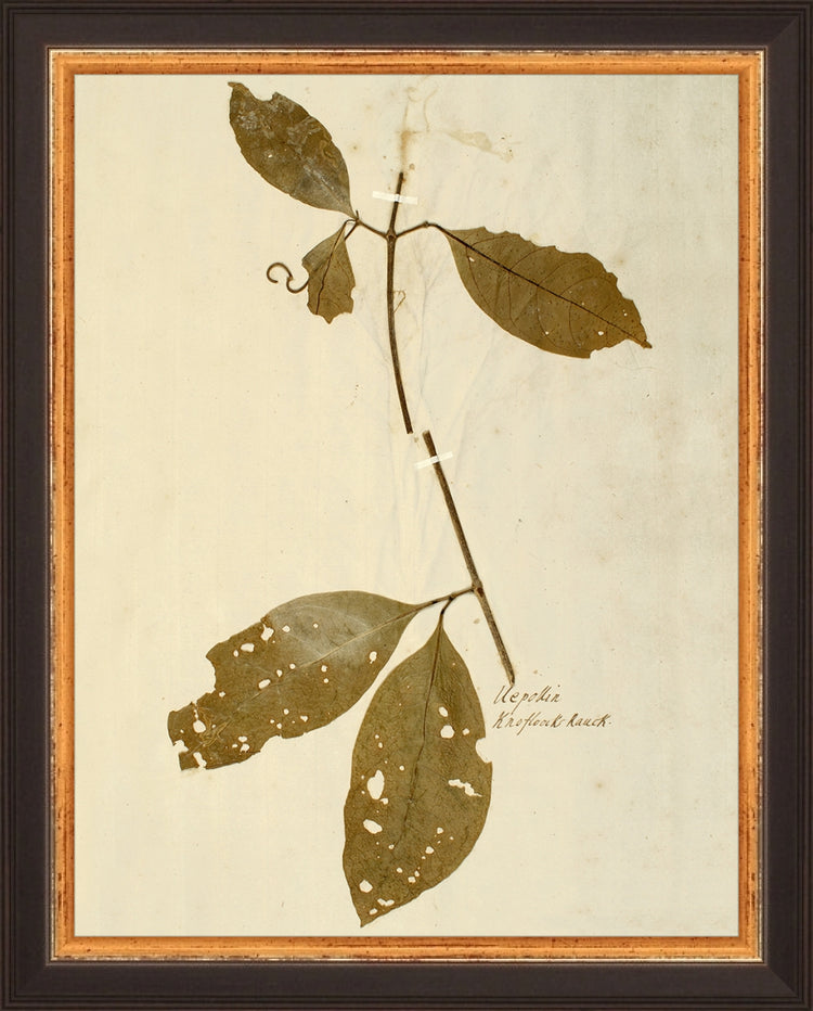 Framed Herbarium IV. Frame: Traditional Black and Gold. Paper: Rag Paper. Art Size: 9x7. Final Size: 10'' X 8''