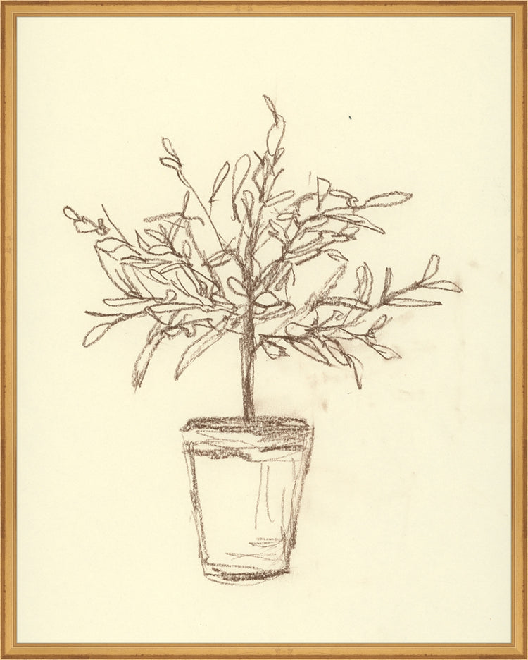 Framed Olive Tree Sketch. Frame: Traditional Gold. Paper: Rag Paper. Art Size: 29x23. Final Size: 30'' X 24''