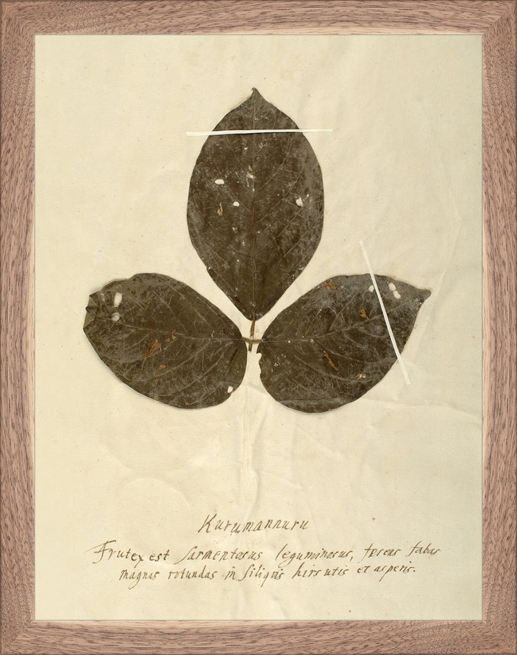 Framed Herbarium VI. Frame: Natural Walnut. Paper: Rag Paper. Art Size: 13x10. Final Size: 14'' X 11''