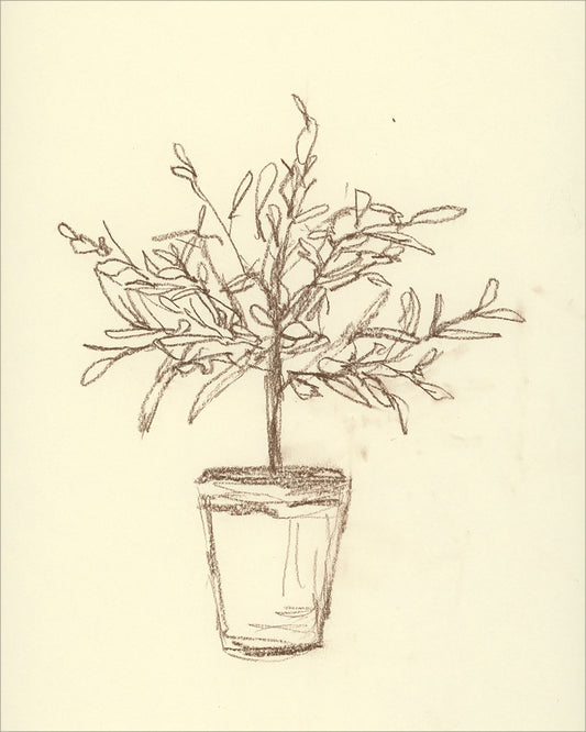 Framed Olive Tree Sketch. Frame: No Frame. Paper: Rag Paper. Art Size: 30x24. Final Size: 30'' X 24''