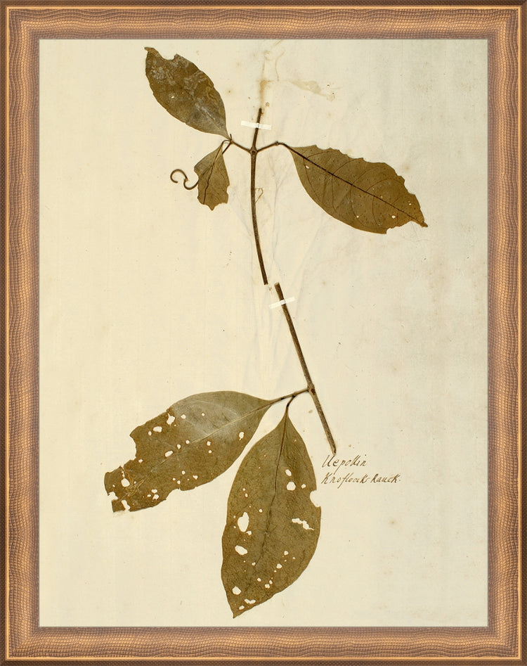 Framed Herbarium IV. Frame: Timeless Bronze. Paper: Rag Paper. Art Size: 13x10. Final Size: 14'' X 11''