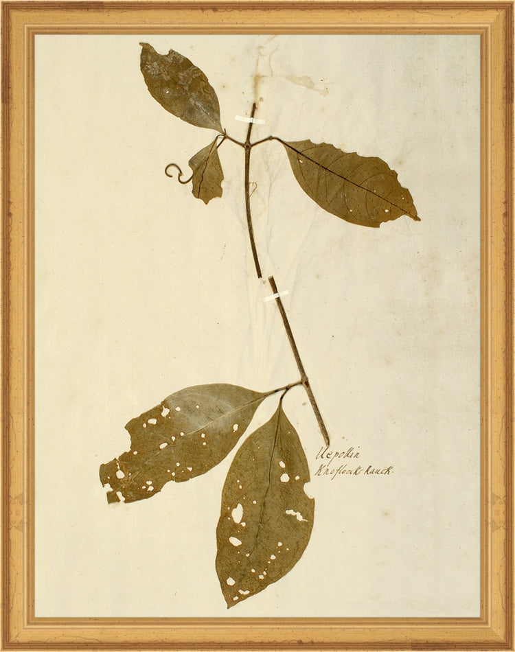 Framed Herbarium IV. Frame: Traditional Gold. Paper: Rag Paper. Art Size: 13x10. Final Size: 14'' X 11''