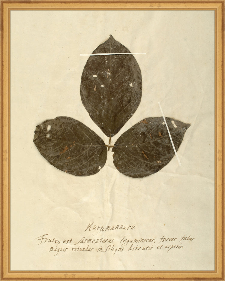 Framed Herbarium VI. Frame: Traditional Gold. Paper: Rag Paper. Art Size: 19x15. Final Size: 20'' X 16''