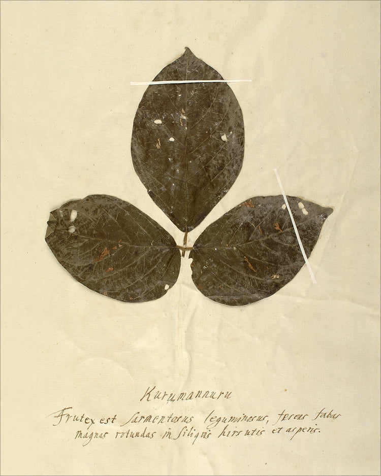 Framed Herbarium VI. Frame: No Frame. Paper: Rag Paper. Art Size: 20x16. Final Size: 20'' X 16''