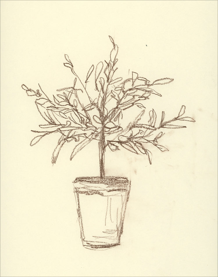 Framed Olive Tree Sketch. Frame: No Frame. Paper: Rag Paper. Art Size: 14x11. Final Size: 14'' X 11''
