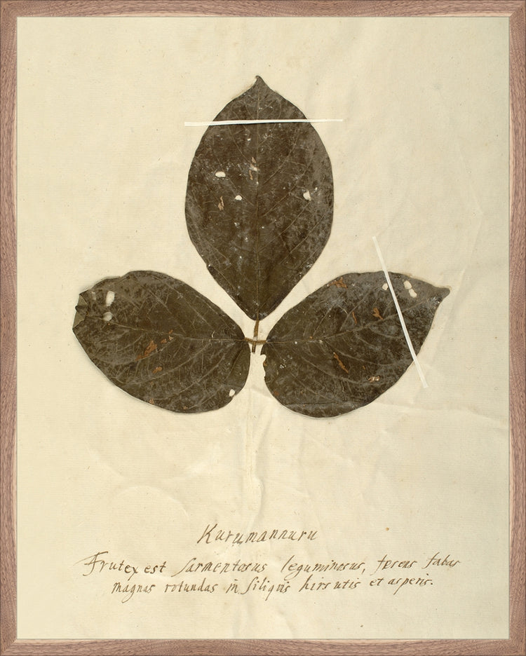 Framed Herbarium VI. Frame: Natural Walnut. Paper: Rag Paper. Art Size: 29x23. Final Size: 30'' X 24''