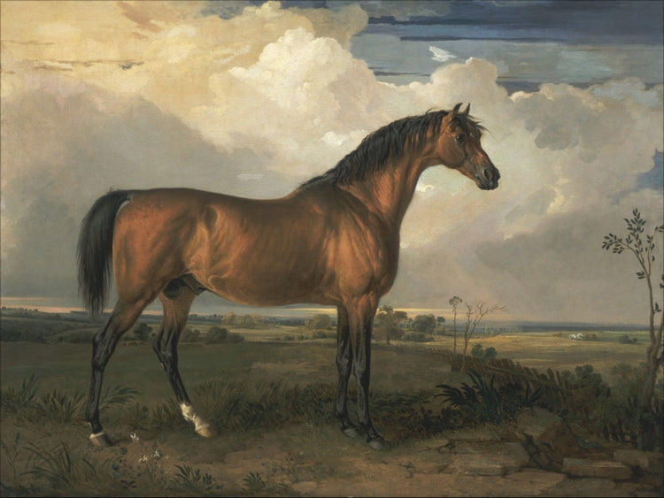 Stallion OAShop 2