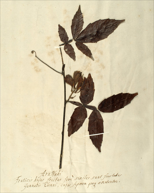 Framed Herbarium I. Frame: No Frame. Paper: Rag Paper. Art Size: 20x16. Final Size: 20'' X 16''