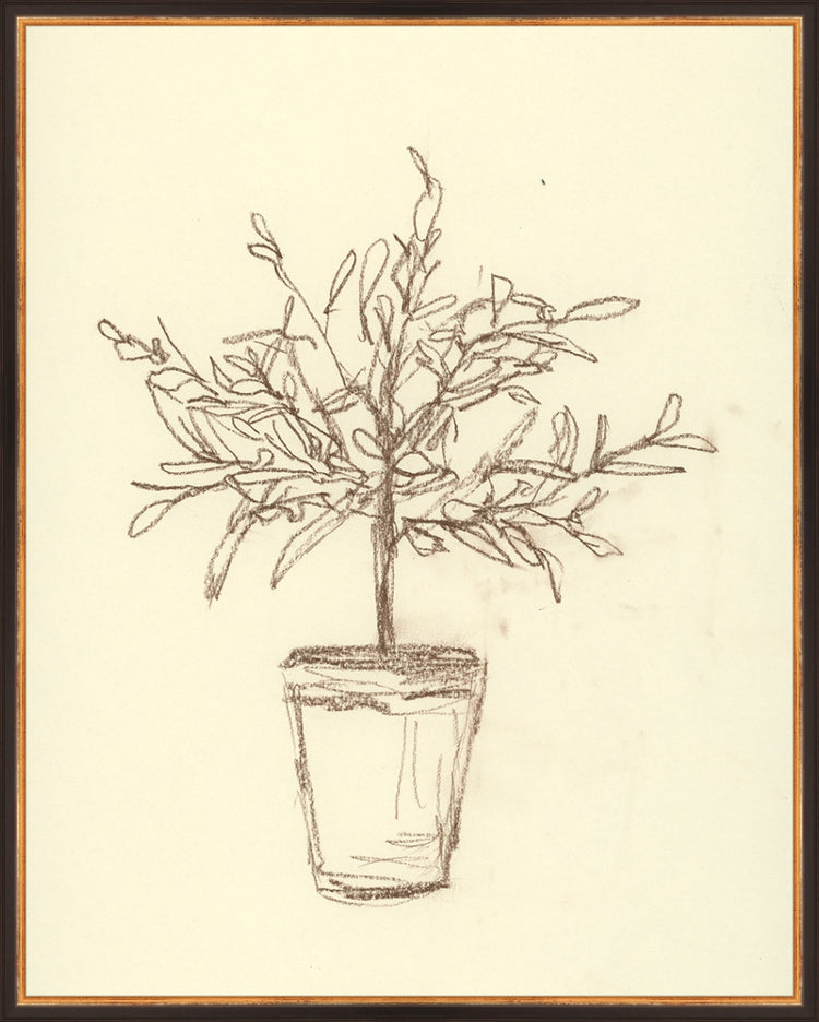 Framed Olive Tree Sketch. Frame: Traditional Black and Gold. Paper: Rag Paper. Art Size: 29x23. Final Size: 30'' X 24''