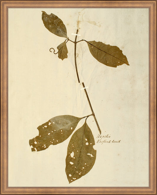 Framed Herbarium IV. Frame: Timeless Bronze. Paper: Rag Paper. Art Size: 19x15. Final Size: 20'' X 16''