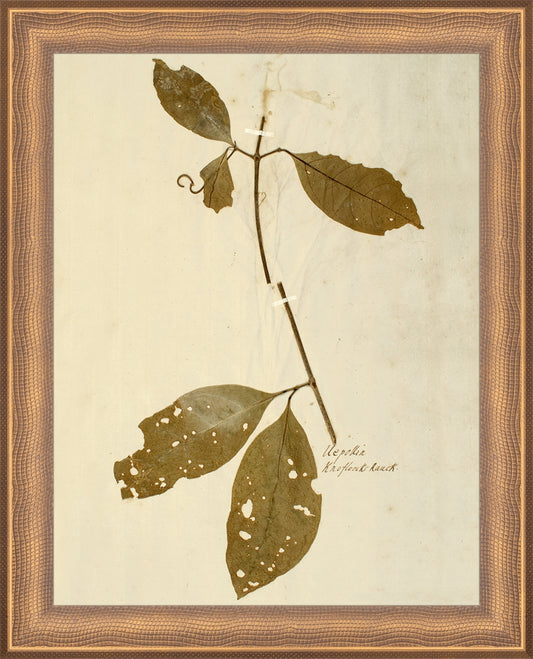 Framed Herbarium IV. Frame: Timeless Bronze. Paper: Rag Paper. Art Size: 9x7. Final Size: 10'' X 8''