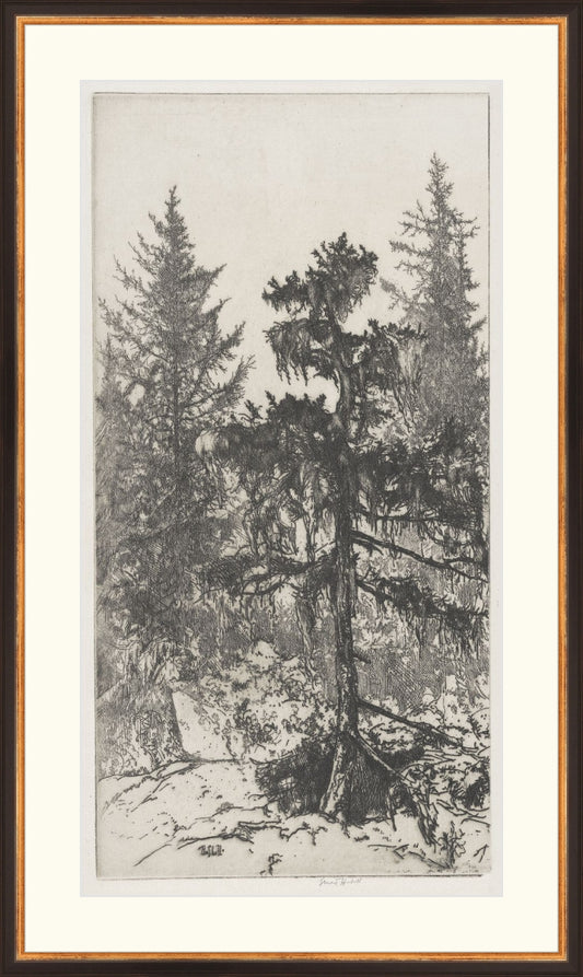Uploaded Art:Trees Etching 2 Version 13X25 copy.jpg. Frame: Traditional Black and Gold. Paper: Rag Paper. Art Size: 25x13. Final Size: 30'' X 18''