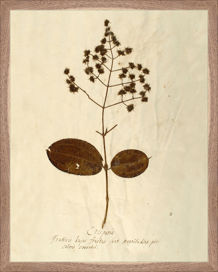 Framed Herbarium V. Frame: Natural Walnut. Paper: Rag Paper. Art Size: 19x15. Final Size: 20'' X 16''