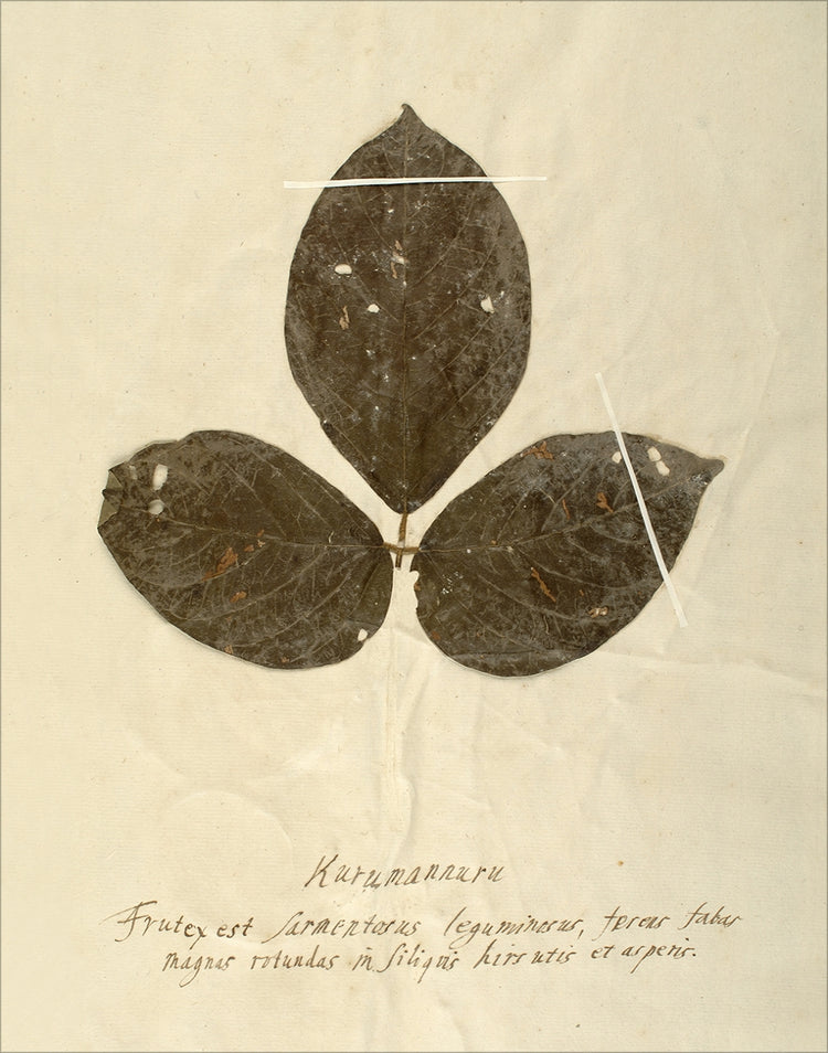 Framed Herbarium VI. Frame: No Frame. Paper: Rag Paper. Art Size: 14x11. Final Size: 14'' X 11''